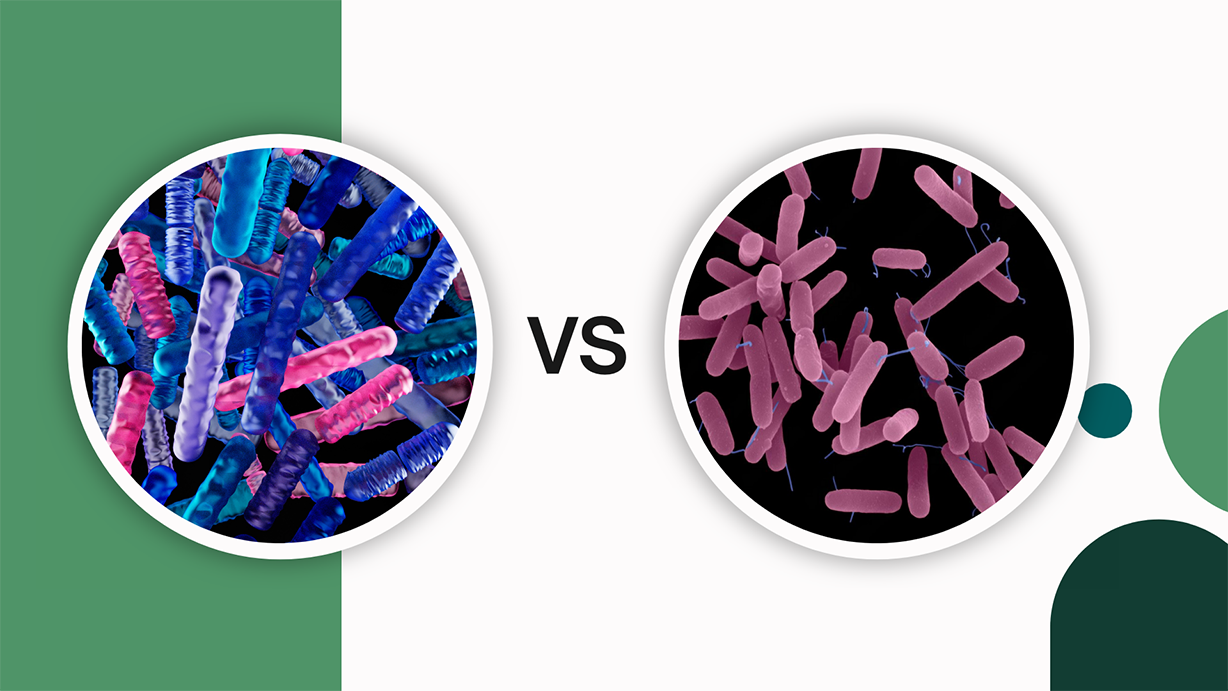 مقایسه دو باکتری Pseudomonas putida و Rhizobacteria