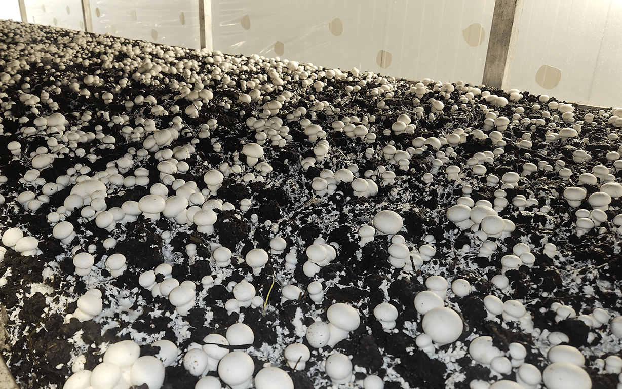 مشخصات کلی خاک پوششی و نقش خاک در پرورش قارچ دکمه ای