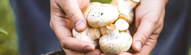 صادرات قارچ: راهکارهای موفقیت در بازار جهانی