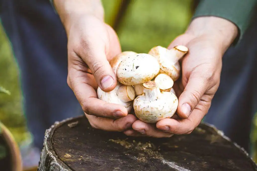 صادرات قارچ: راهکارهای موفقیت در بازار جهانی