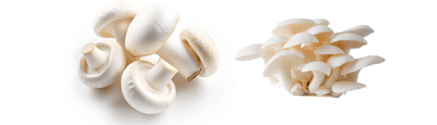 تفاوت‌های قارچ صدفی و قارچ دکمه‌ای