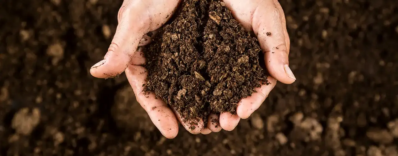 چگونه خاک اسفاگنوم به رشد بهتر گیاهان کمک می‌کند؟