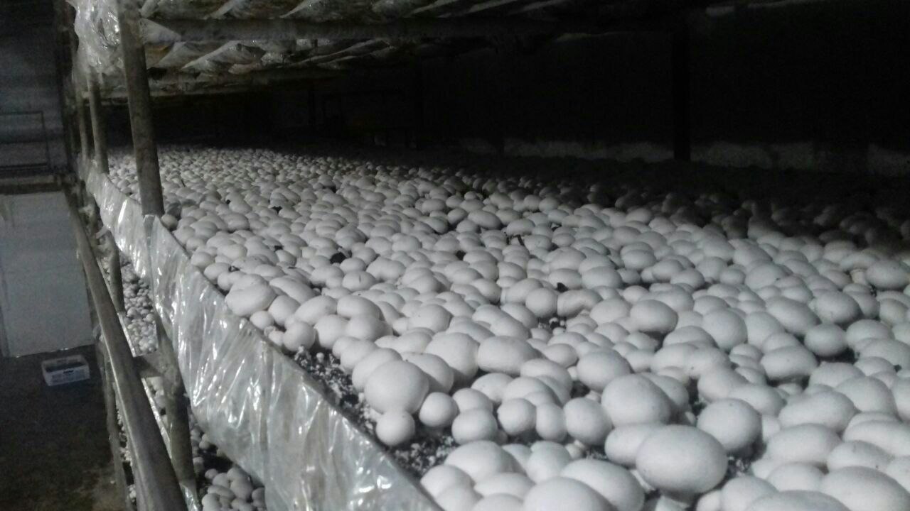 برنامه انگیزشی در تولید قارچ: کلید عملکرد بالا و کارایی تیم