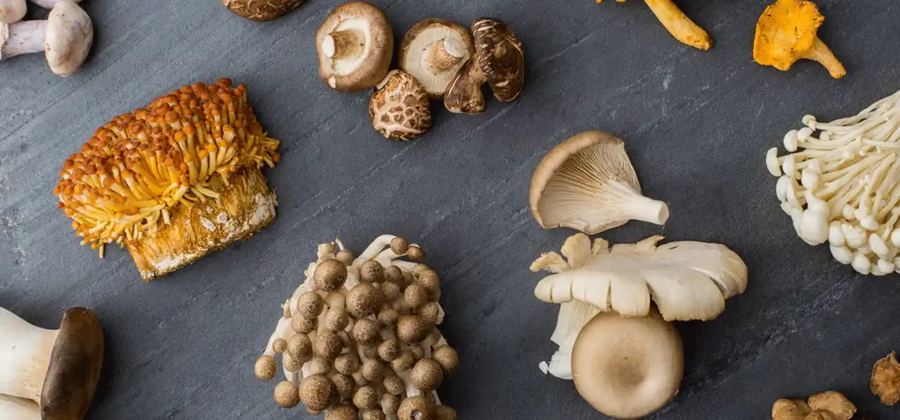 معرفی انواع قارچ‌های خوراکی و شرایط پرورش هر کدام