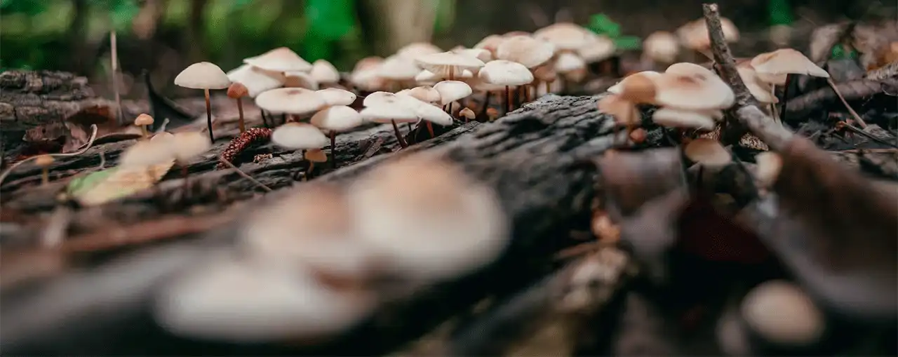 مدیریت پسماند در کارخانجات تولید خاک قارچ و راهکارهای بازیافت