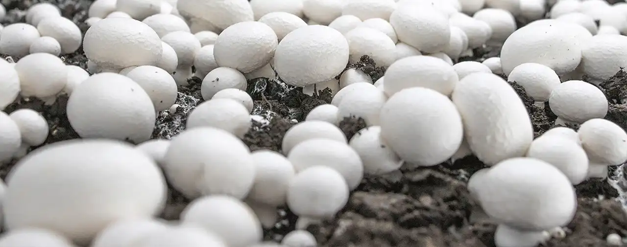 اقتصاد پرورش قارچ و هزینه های مرتبط با خاک بستر