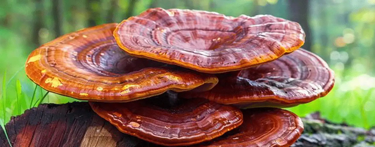 همه چیز درباره قارچ گانودرما و خواص درمانی آن