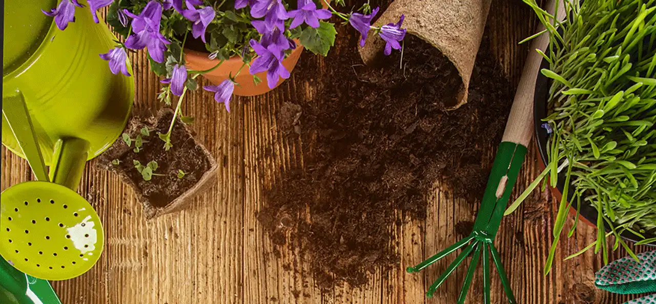 تأثیر کمپوست بر رشد گیاهان آپارتمانی و زینتی