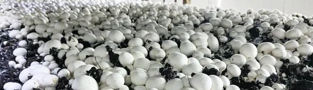 تاریخچه پرورش قارچ در ایران و جهان