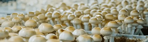 راهنمای پرورش قارچ برای مبتدیان | از شروع تا برداشت قارچ