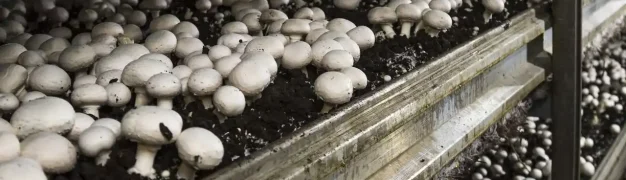 روش تولید خاک مخصوص پرورش قارچ