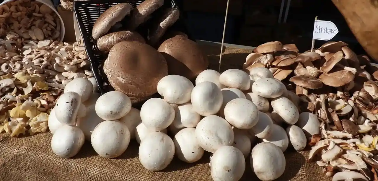 مزایای استفاده از قارچ در رژیم غذایی